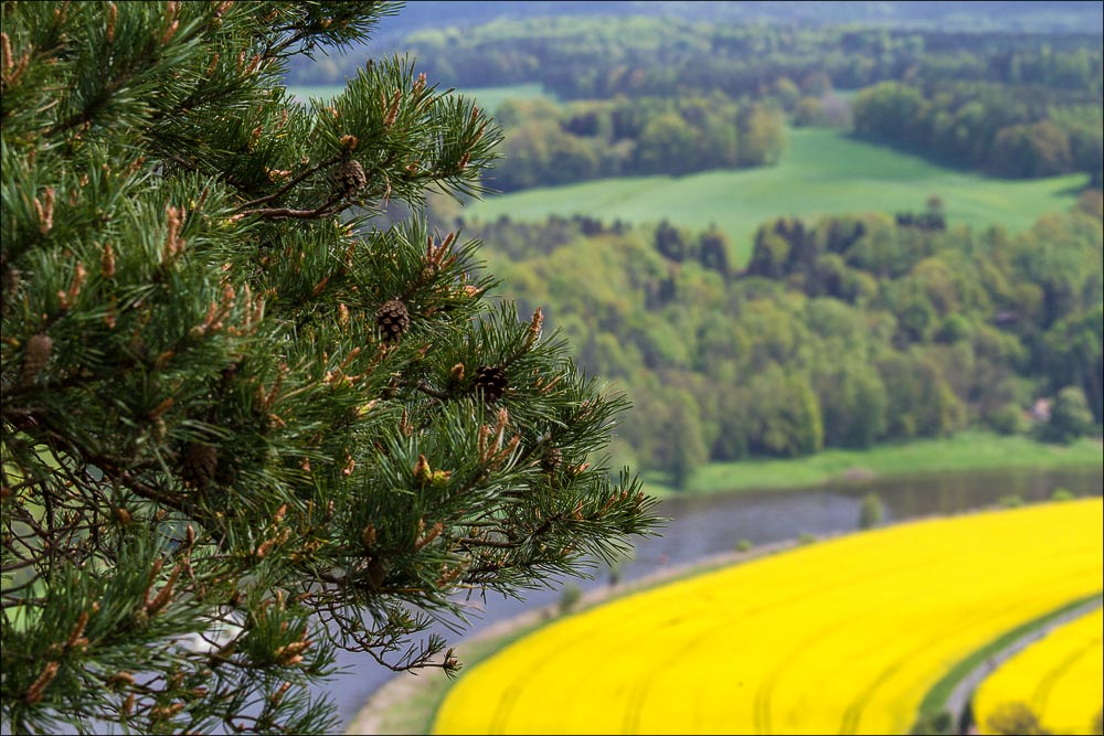 Германия, Саксонская Швейцария. Бастай, вид на долину Эльбы, цветущий рапс
