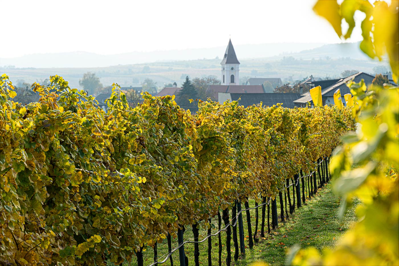 Осенние виноградники в Австрийском приграничьи