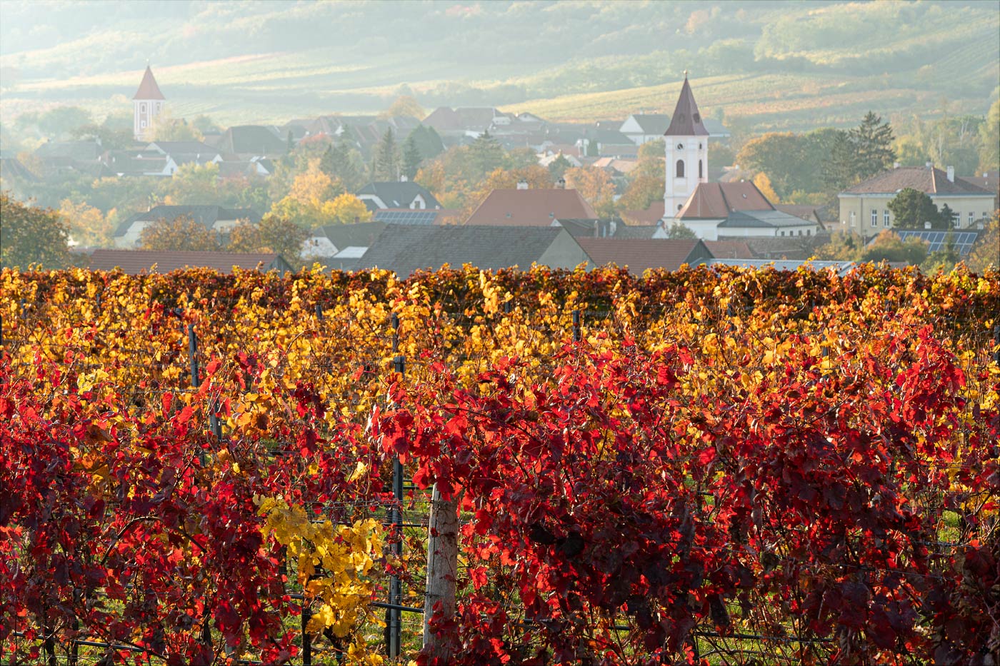 Осенние виноградники в Австрийском приграничьи