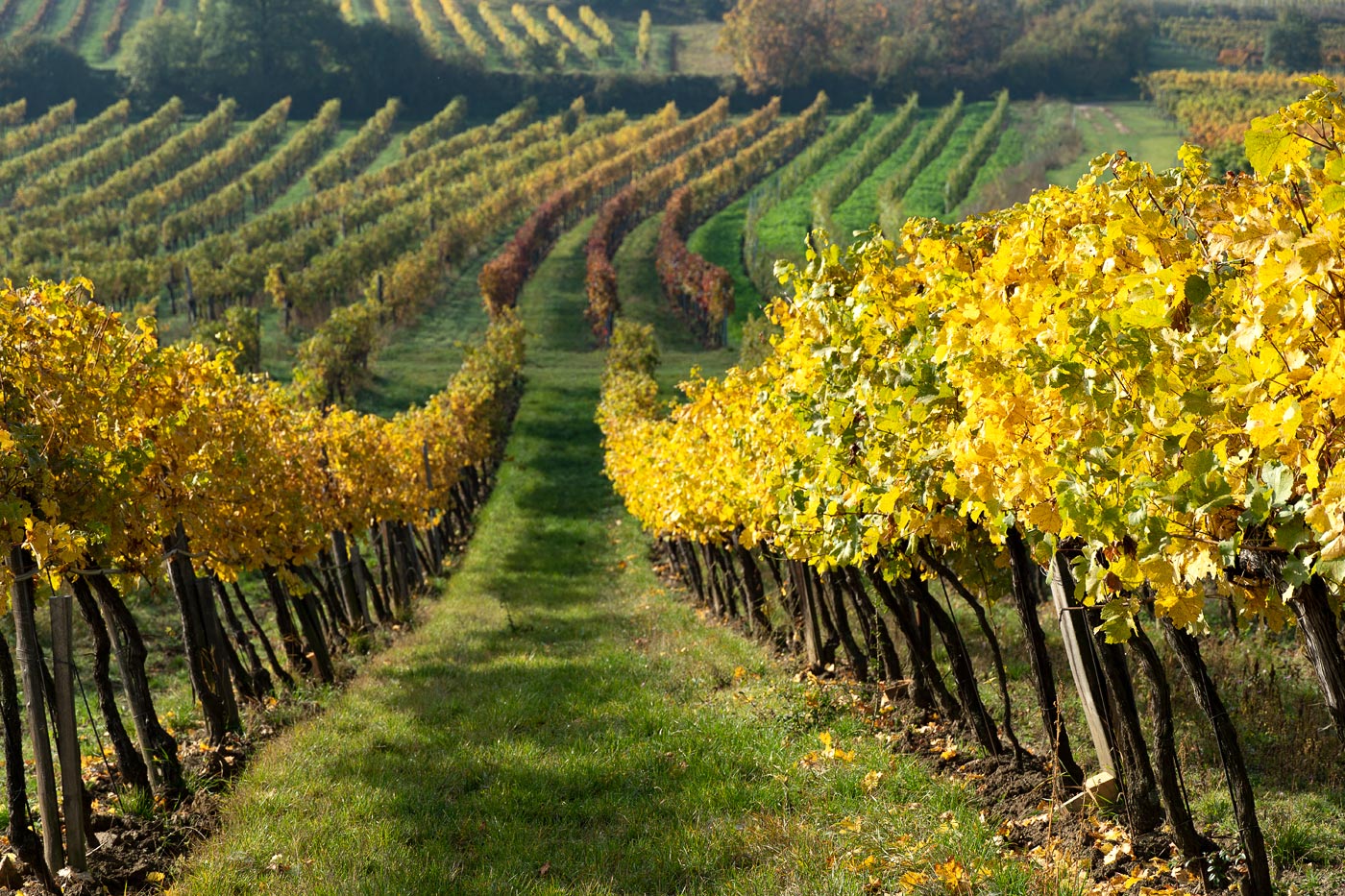 Осенние виноградники, приграничная Австрия