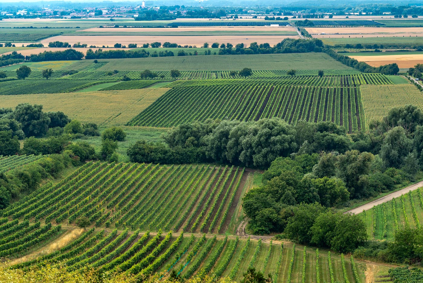 Виноградники у Велке Биловице, Южная Моравия