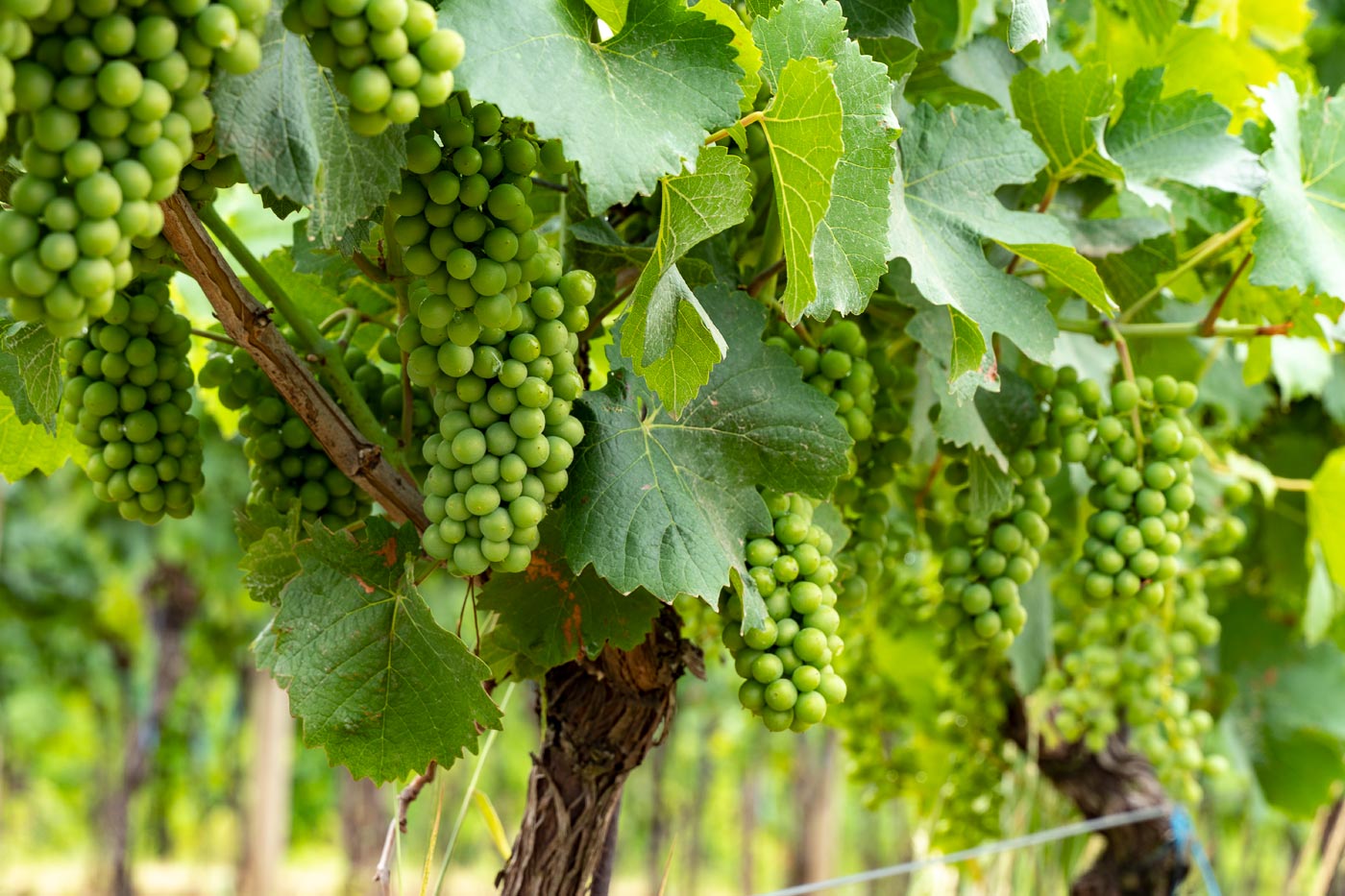 Виноградники у Велке Биловице, Южная Моравия