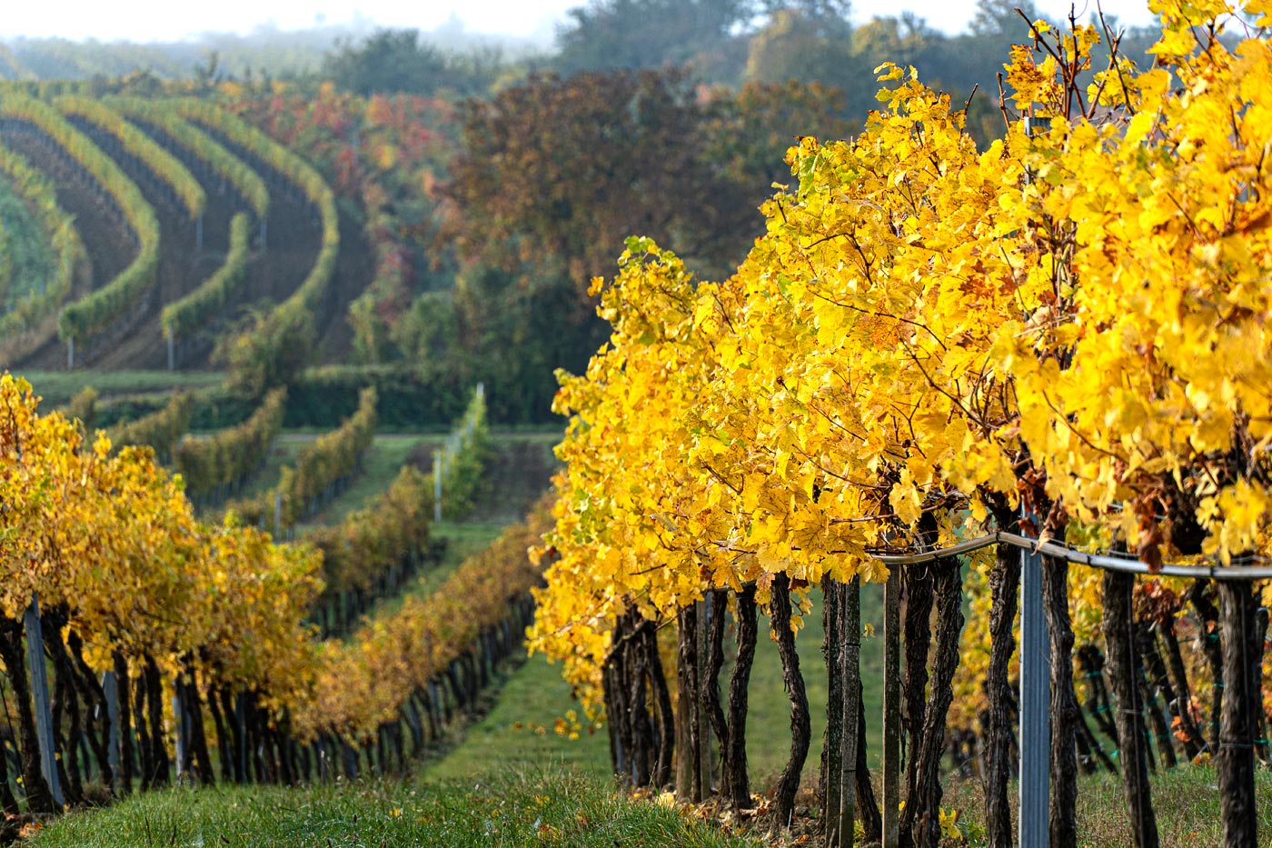 Осенние виноградники, приграничная Австрия