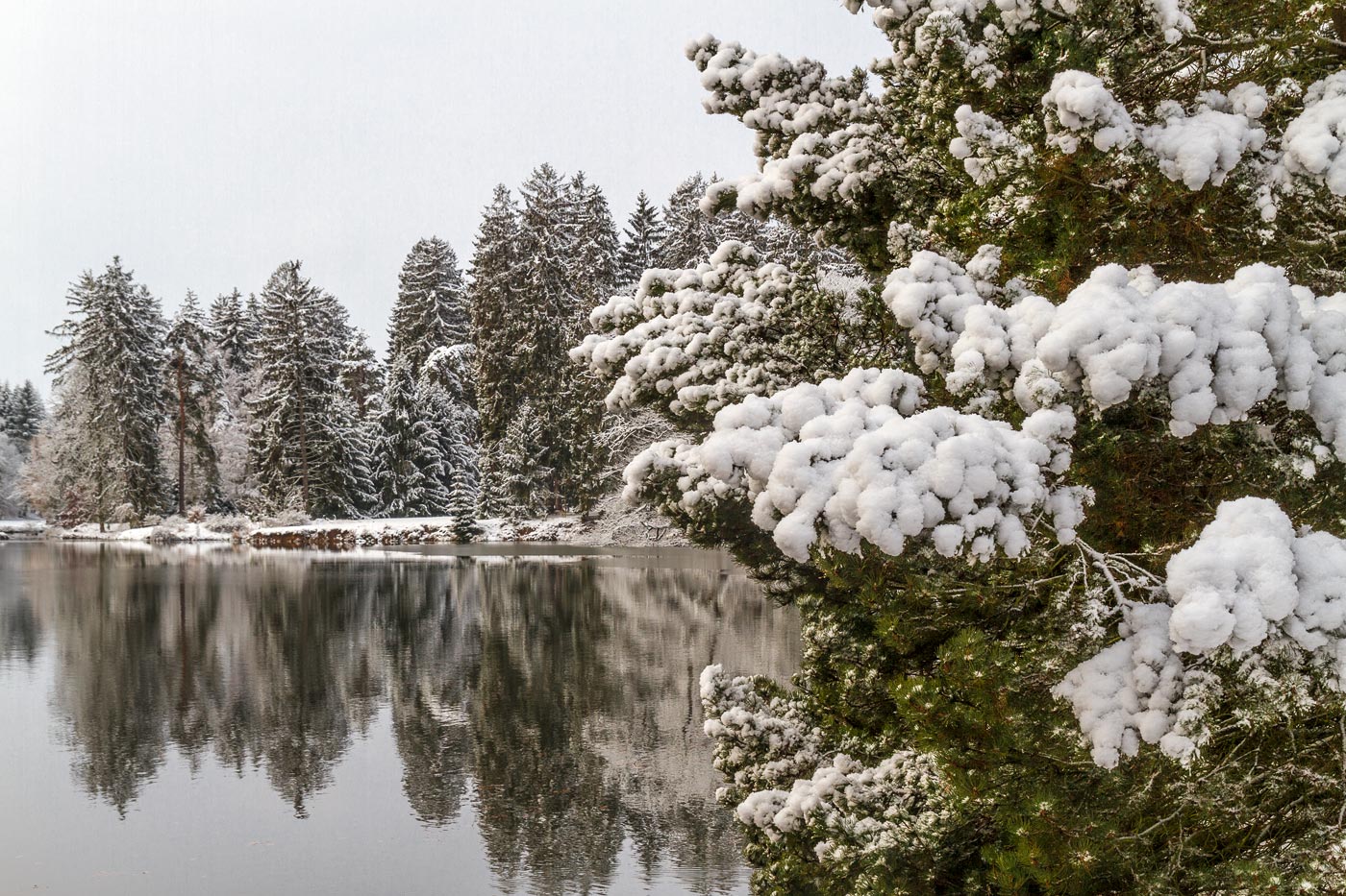 Снежный день, парк Průhonice, 2019 год