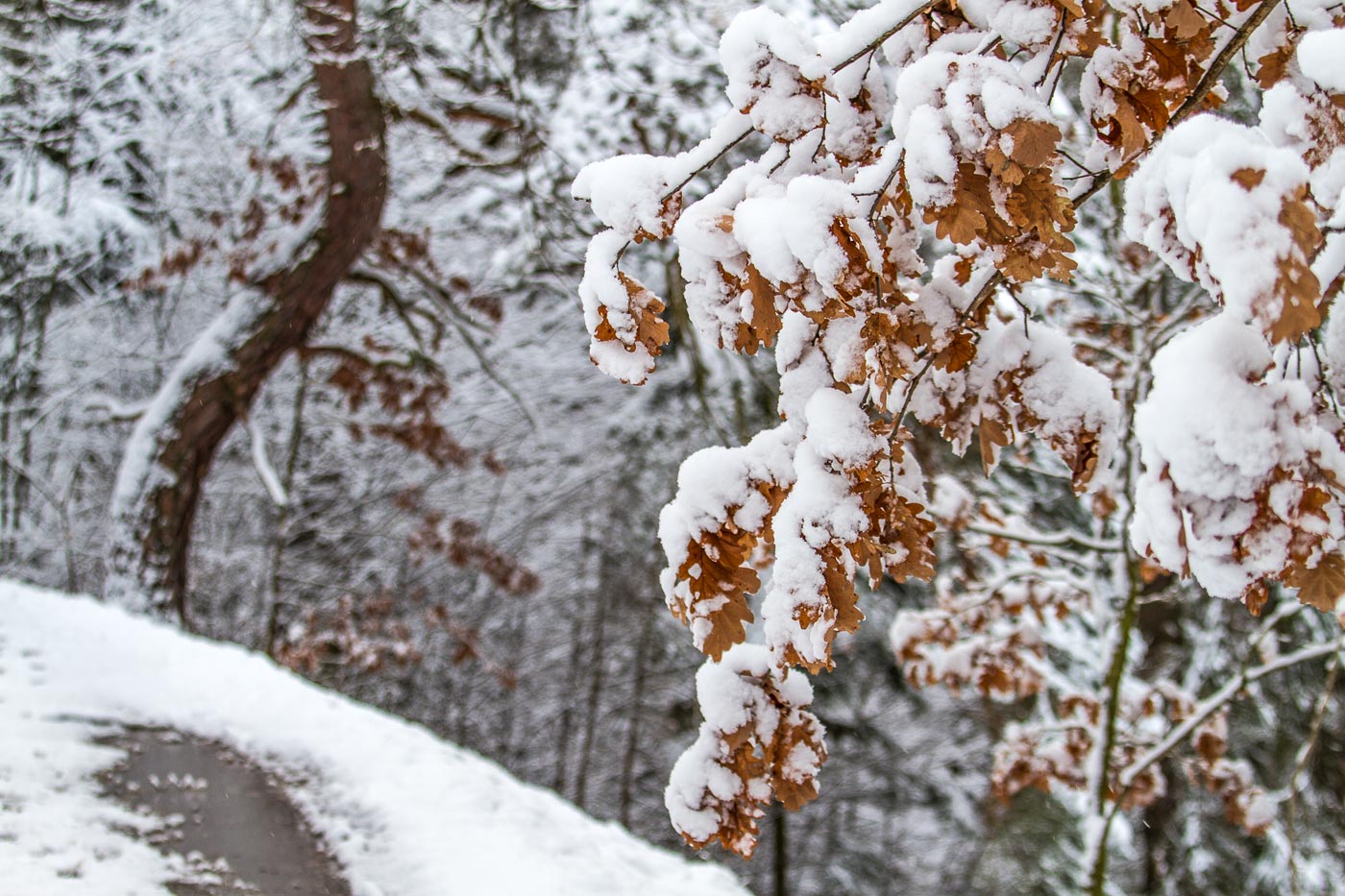 Снежный день, парк Průhonice, 2019 год